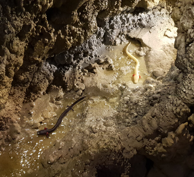 Ardea - projekti (18)